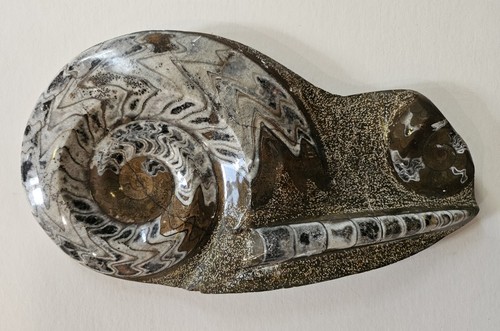 Splendida pietra ammonite