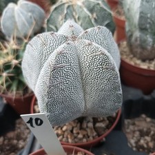 🌵🌵 Astrophitum Onzuka V