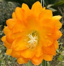 Epiphyllum "Spiced Takuan