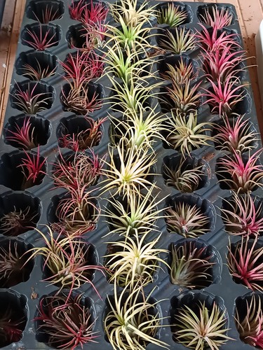 Tillandsia surtida plantas - surtida,