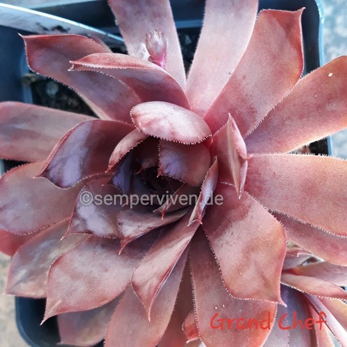 Sempervivum grand chef - sempervivum,