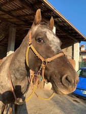 TESTIERA EQUITAZIONE 