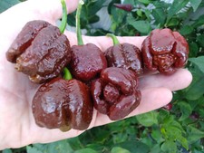 15 semi di peperoncino SEPIA SERPENT (+ omaggio ogni 5 acquisti)