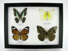 4 farfalle vere, imbottite