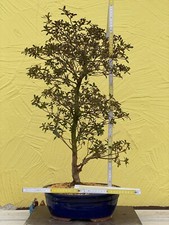 Bonsai di Joe Jap.Satsuki