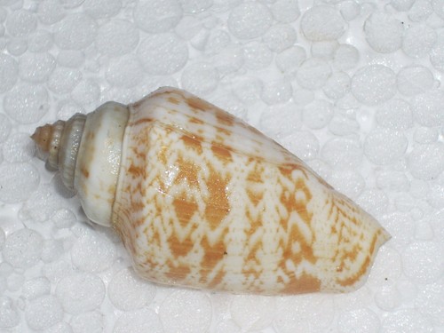 Conomurex persicus fantastic - conomurex,