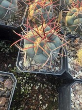 Rara pianta succulenta