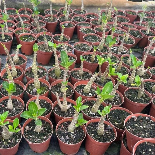 Pianta cactus succulenta - di,