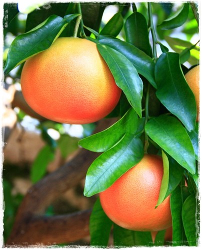 Pianta pompelmo rosa citrus - pompelmo,