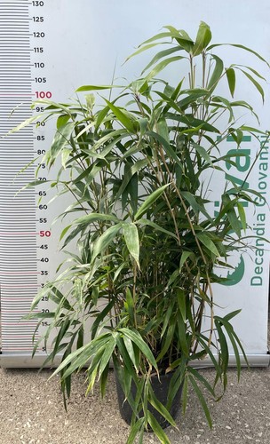 Pianta bambu - pianta, di
