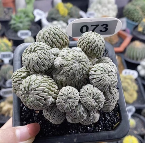 Pianta cactus rara multi - cactus,