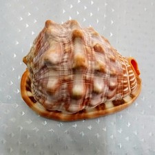 Cypraecassis rufa conchiglia della Famiglia CASSIDAE del Mar Cinese Meridionale 