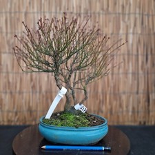 Bonsai di Acero Kashima h 36cm