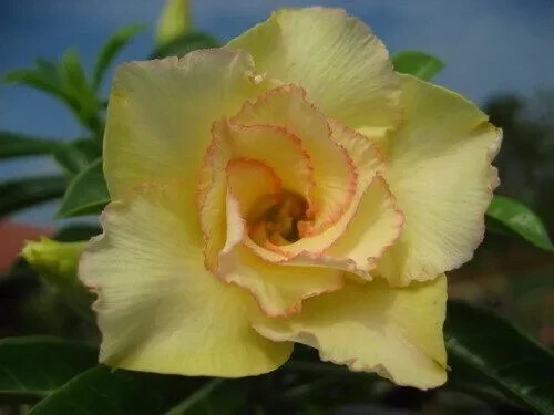 Semi adenium obesum - 4,