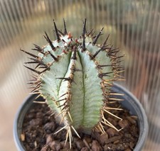 Cactus Euphorbia Snowflake