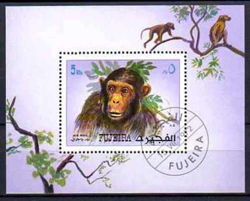 Animali scimmie fujeira - scimmie, (12)