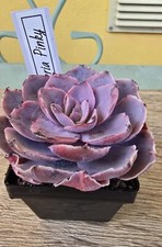 Echeveria pinky - echeveria,