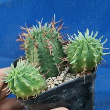 Euphorbia stellispina "X3" (Namaqualand) POT 8 CM On its own root Rare Plant!