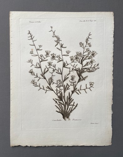Incisione antica botanica - antica,,