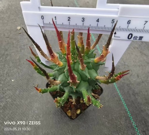 Seme coltivato euphorbia - seme,