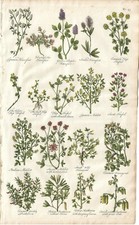 Stampa antica ERBARIO INGLESE