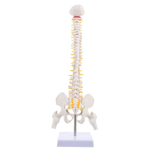 Modello anatomico della
