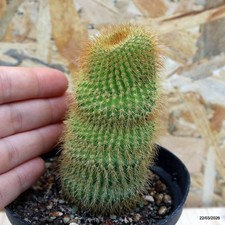 Notocactus leninghausii Vaso