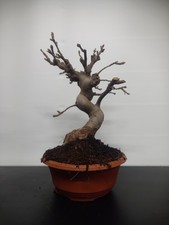 Bonsai melo ciotola - bonsai, ml1