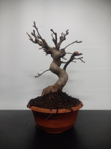 Bonsai melo ciotola - melo,