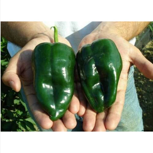 Ancho grande semi - ancho,