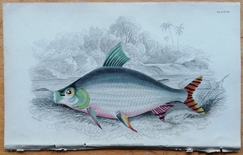Prochilodus insignis pesce - prochilodus,