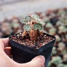 Pianta cactus succulenta 2 - di,
