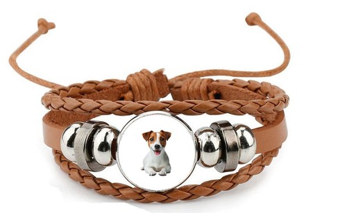 Jack russell dog - jack,