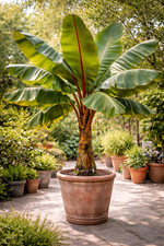 Ensete ventricosum - Banana