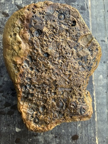 Roccia fossile preistorica