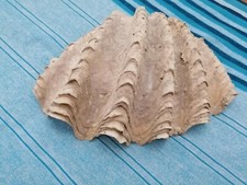 Conchiglia di mare originale è naturale gigante da collezione rara!!! 