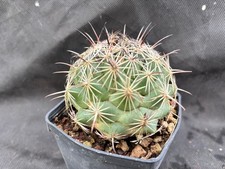 CORYPHANTHA CORNIFERA VIVAIO