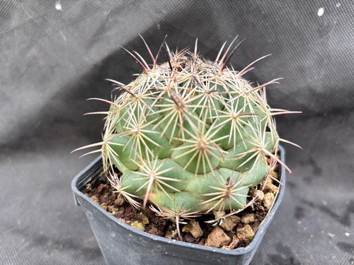 Coryphantha cornifera vivaio - cornifera,