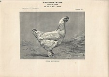 Stampa antica GALLINA di razza