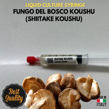 Micelio Liquido Shiitake