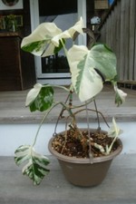 LARGE Variegated Monstera
