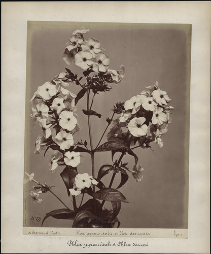 Bernoud étude fleur - bernoud,,