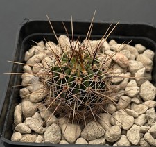 Lobivia aurea v. fallax P502 cactus, Kakteen, Seedling