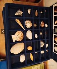 Collezione Conchiglie Nel