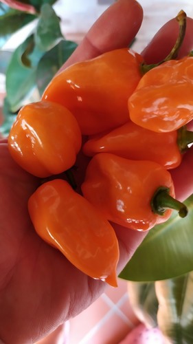 Habanero orange semi - orange, di