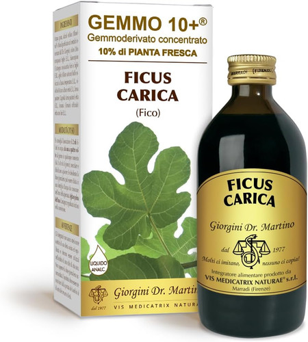Giorgini fico ficus - giorgini, (ficus