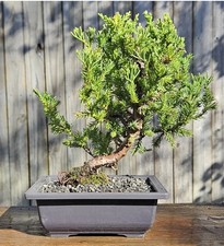 Tree Free ship USA, Bonsai