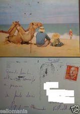 POSTAL DE UN CAMELLO EN LA