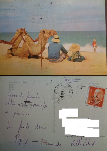 Postal camello en la - postal,