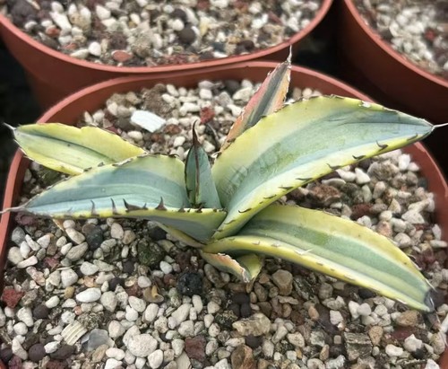 Vendita rara pianta - , cactus